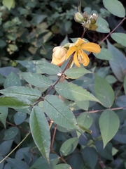 Senna occidentalis