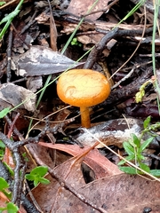 Amanita xanthocephala