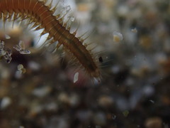 Oxydromus angustifrons