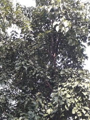 Ficus religiosa