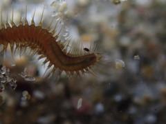 Oxydromus angustifrons