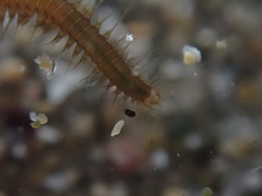 Oxydromus angustifrons