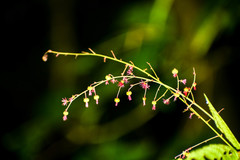 Acalypha platyphylla