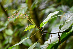 Acalypha platyphylla