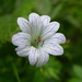 Pencilled Crane's-Bill - Photo (c) Tim Waters, some rights reserved (CC BY-NC-ND)