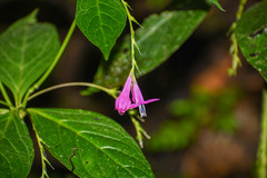Spigelia pedunculata