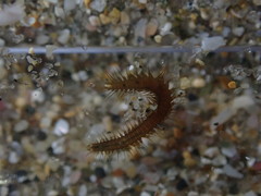 Oxydromus angustifrons