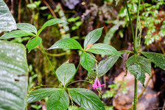 Spigelia pedunculata