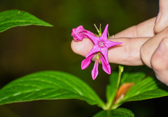 Spigelia pedunculata