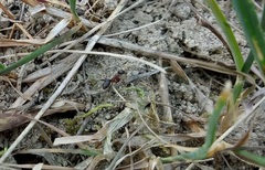 Formica rufibarbis