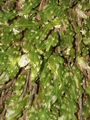 Symphyogyna subsimplex