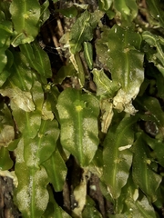 Symphyogyna subsimplex