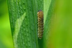 Rhadinoceraea micans