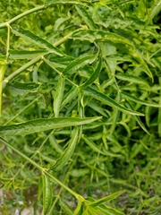 Clinacanthus nutans
