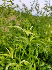 Clinacanthus nutans