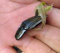 Chalcolepidius approximatus