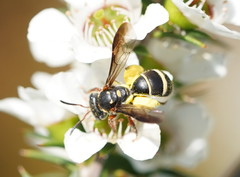 Lasioglossum peraustrale
