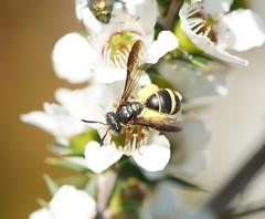 Lasioglossum peraustrale