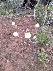 Chrysocephalum baxteri