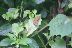 Pseudocoladenia
