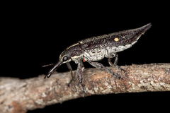 Rhinotia bidentata