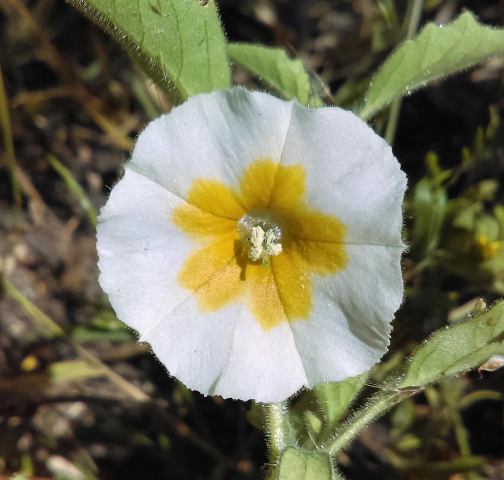 Physalis patula
