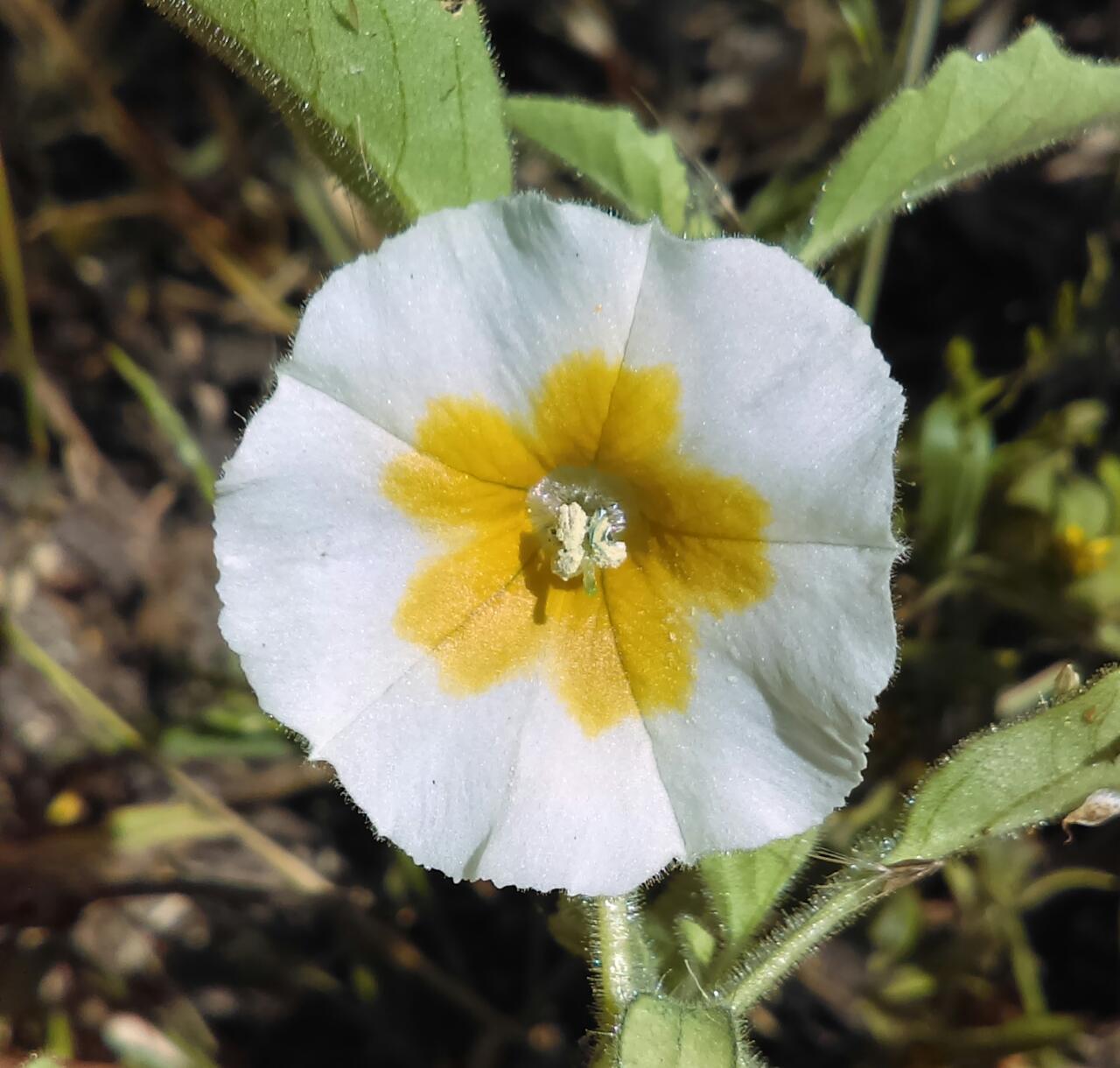 Physalis patula