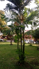 Arecaceae