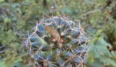 Mammillaria mathildae