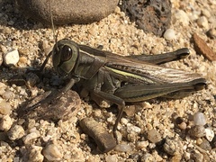 Eyprepocnemis plorans plorans