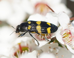 Castiarina rectifasciata