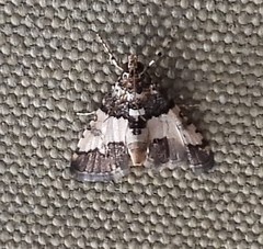 Nacoleia mesochlora
