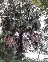 Borassus flabellifer