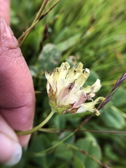 Trifolium fucatum