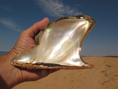 Pteriidae