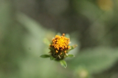 Bidens bipinnata