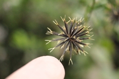 Bidens bipinnata