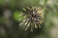 Bidens bipinnata