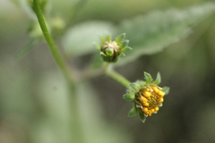 Bidens bipinnata