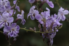 Duranta erecta