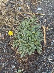 Crepis bursifolia