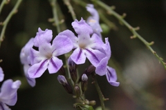 Duranta erecta