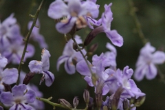 Duranta erecta