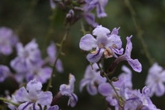 Duranta erecta