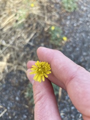 Crepis bursifolia
