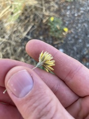 Crepis bursifolia