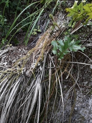 Phlegmariurus billardierei