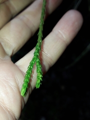 Phlegmariurus billardierei