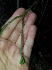 Phlegmariurus billardierei