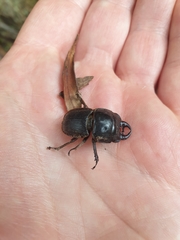 Geodorcus helmsi